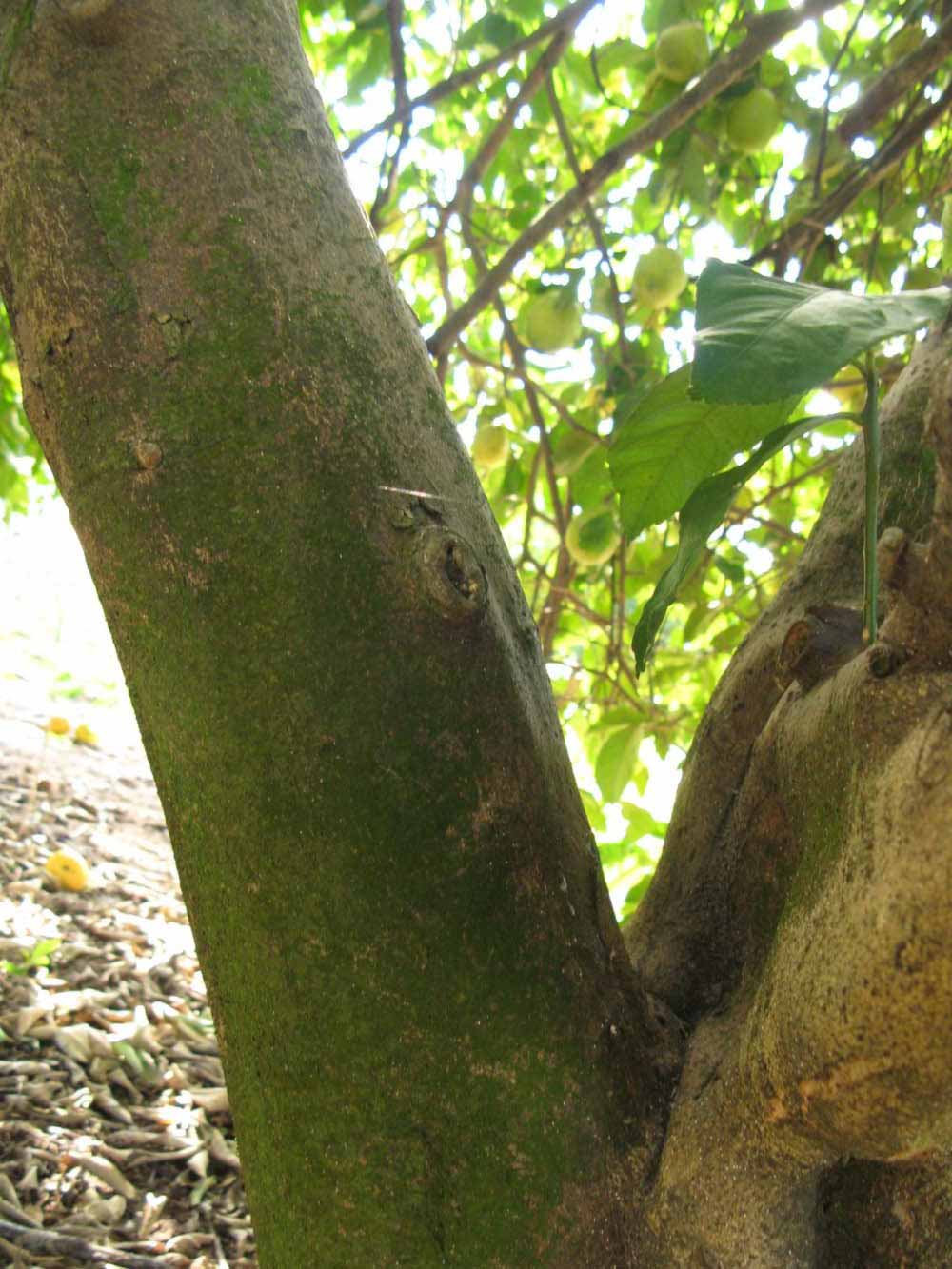              Bark (Winter Haven, FL)       